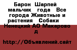 Барон (Шарпей), мальчик 3 года - Все города Животные и растения » Собаки   . Ненецкий АО,Макарово д.